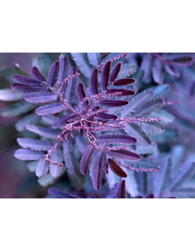 1 Purple Acacia sapling (Acacia baileyana)...