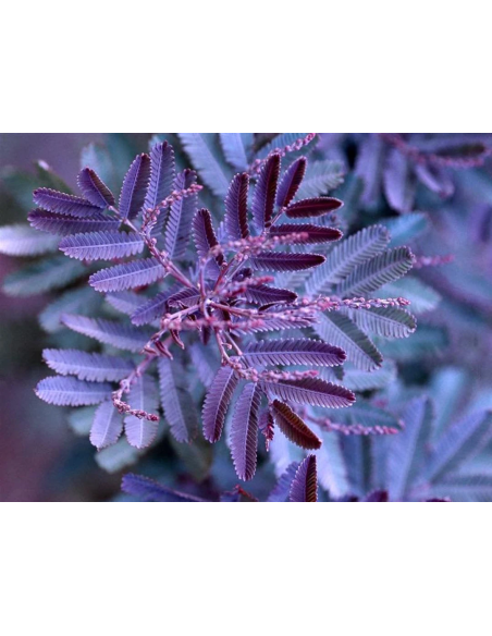 1 Purple Acacia sapling (Acacia baileyana) Excellent Acacia specimens for sale online