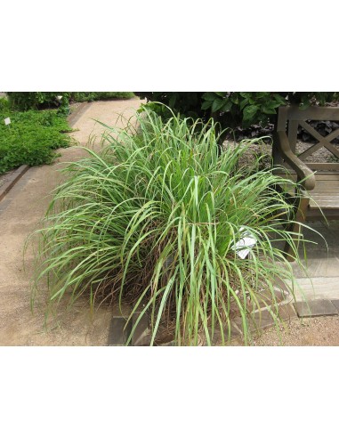 1 ''Limon'' Grass or Zacate Mexican medicinal plant (Cymbopogon citratus) Sale natural plants