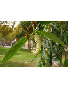 1 Arbol de Sauce Lloron (Salix babylonica) Sauce pendulo en venta en Mexico - Plantas exoticas veracruz y mas 2