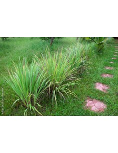 1 ''Limon'' Grass or Zacate... 2
