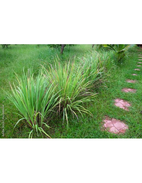 1 ''Limon'' Grass or Zacate Mexican medicinal plant (Cymbopogon citratus) Sale natural plants