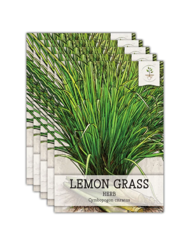 1 ''Limon'' Grass or Zacate Mexican medicinal...