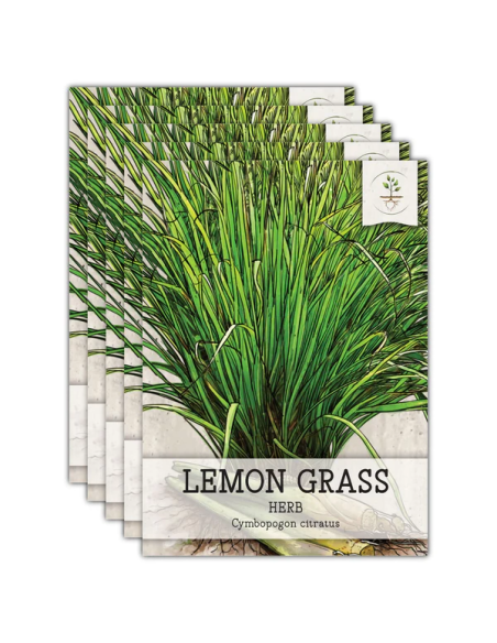 1 Planta de Pasto o Zacate ''Limon'' Planta medicinal mexicana (Cymbopogon citratus) Venta plantas naturales