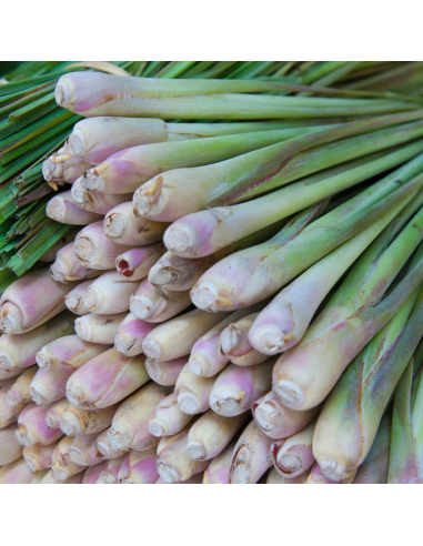 1 Planta de Pasto o Zacate ''Limon'' Planta...