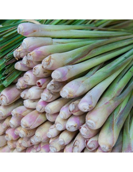 1 ''Limon'' Grass or Zacate Mexican medicinal plant (Cymbopogon citratus) Sale natural plants