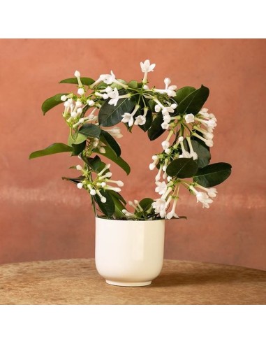 1 Enredadera de Jazmin de Madagascar (Stephanotis floribunda) Enredadera de jazmines olorosos - Naturales