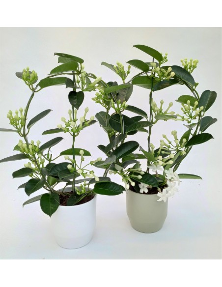 1 Madagascar jasmine vine (Stephanotis floribunda) fragrant jasmine vine - Natural