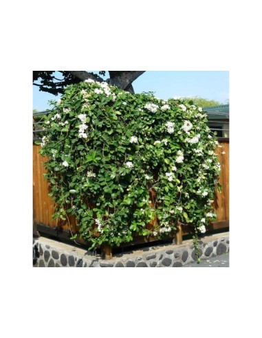 1 Madagascar jasmine vine (Stephanotis...
