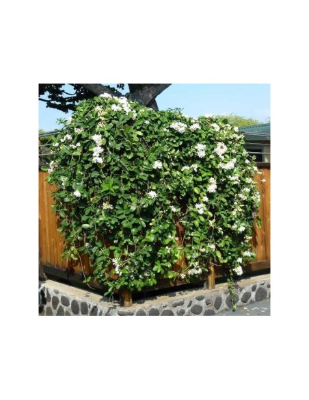 1 Enredadera de Jazmin de Madagascar (Stephanotis floribunda) Enredadera de jazmines olorosos - Naturales