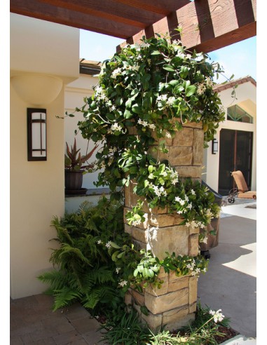 1 Madagascar jasmine vine (Stephanotis...