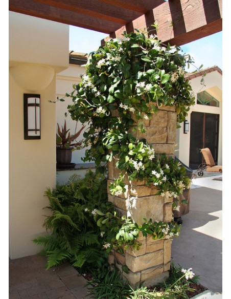 1 Enredadera de Jazmin de Madagascar (Stephanotis floribunda) Enredadera de jazmines olorosos - Naturales