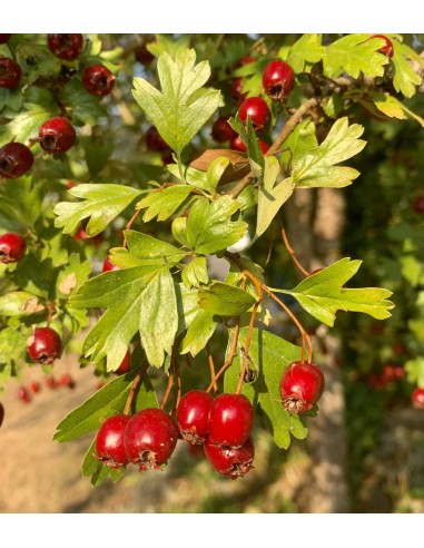 20 Semillas de Espino blanco (Crataegus monogyna) Semillas de Espino blanco espino - Comprar por internet