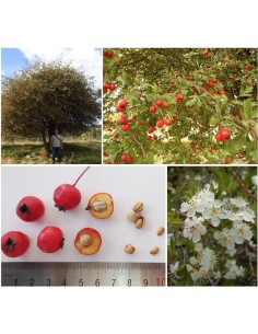 20 Hawthorn Seeds... 2