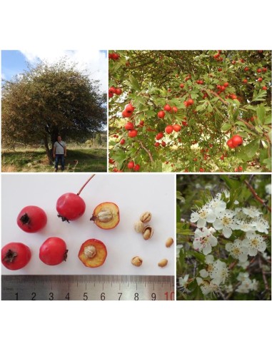 20 Semillas de Espino blanco (Crataegus...