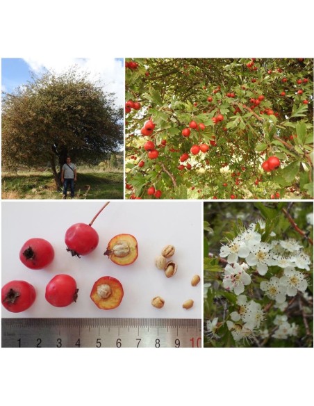 20 Semillas de Espino blanco (Crataegus monogyna) Semillas de Espino blanco espino - Comprar por internet