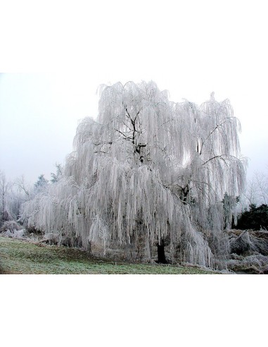 1 Babylon willow - Weeping willow Live trees for sale (Salix babylonica)