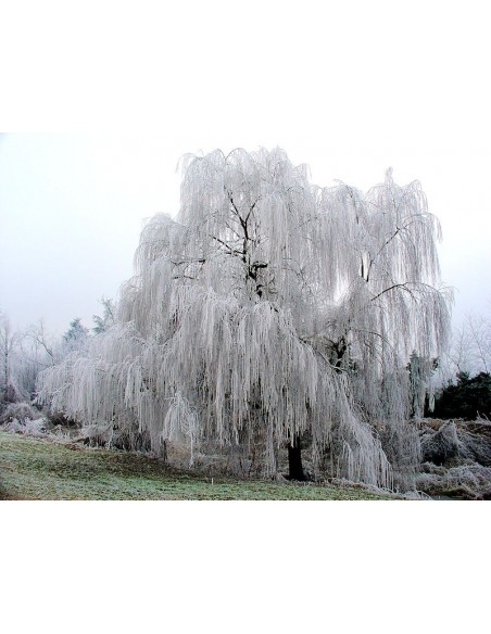 1 Babylon willow - Weeping willow Live trees for sale (Salix babylonica)