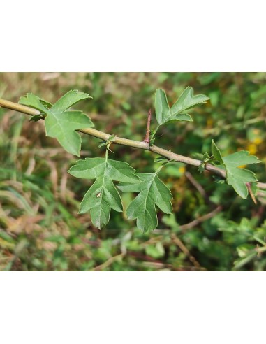 20 Hawthorn Seeds (Crataegus monogyna) Hawthorn...