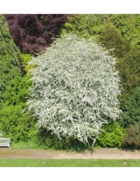 20 Semillas de Espino blanco (Crataegus monogyna) Semillas de Espino blanco espino - Comprar por internet