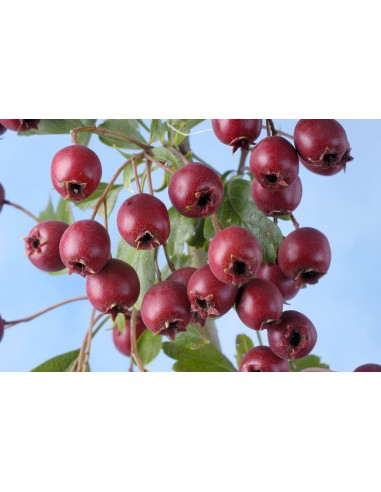 20 Hawthorn Seeds (Crataegus monogyna) Hawthorn...