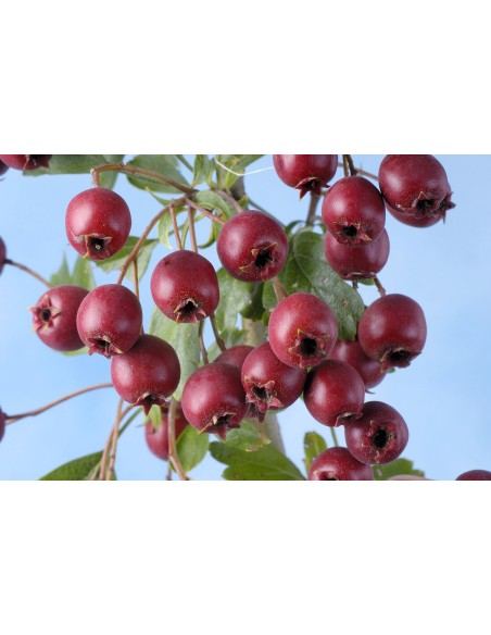 20 Semillas de Espino blanco (Crataegus monogyna) Semillas de Espino blanco espino - Comprar por internet
