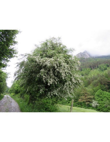 20 Hawthorn Seeds (Crataegus monogyna) Hawthorn...