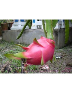 1 ''Zamorano'' Dragon Fruit...