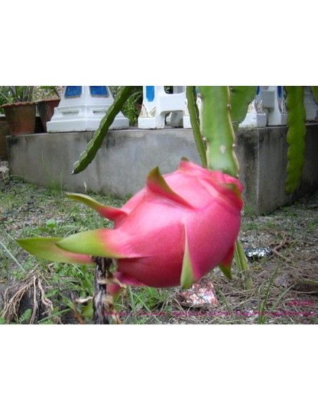 1 ''Zamorano'' Dragon Fruit Plant (HYLOCEREUS POLYRHIZUS) Quality Pitaya Plants for sale in Mexico
