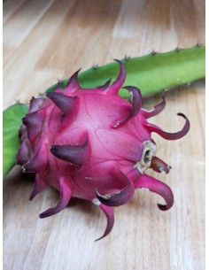 1 Planta de Fruta dragon... 2