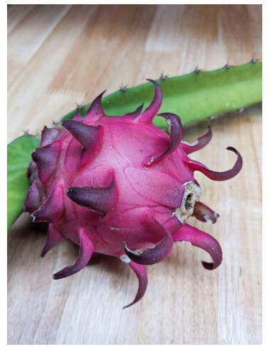 1 ''Zamorano'' Dragon Fruit Plant (HYLOCEREUS...