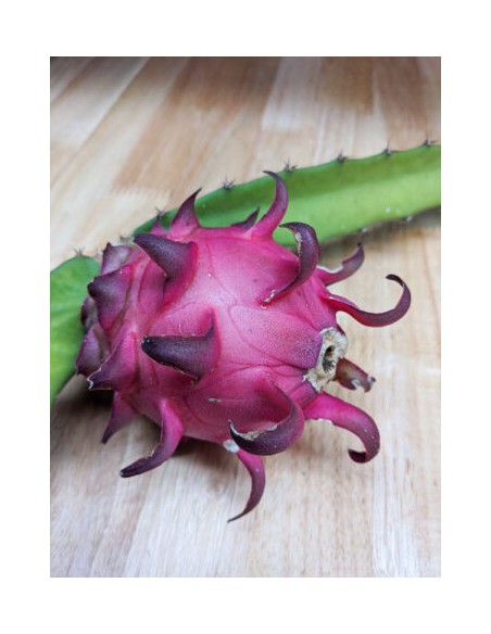 1 ''Zamorano'' Dragon Fruit Plant (HYLOCEREUS POLYRHIZUS) Quality Pitaya Plants for sale in Mexico