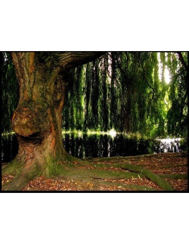 1 Babylon willow - Weeping willow Live trees for sale (Salix babylonica)
