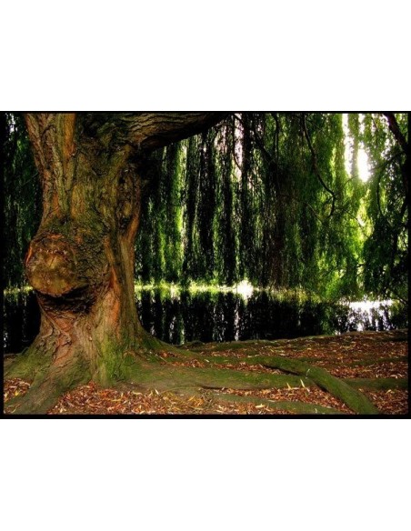 1 Babylon willow - Weeping willow Live trees for sale (Salix babylonica)