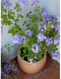 1 Sky blue jasmine plant...