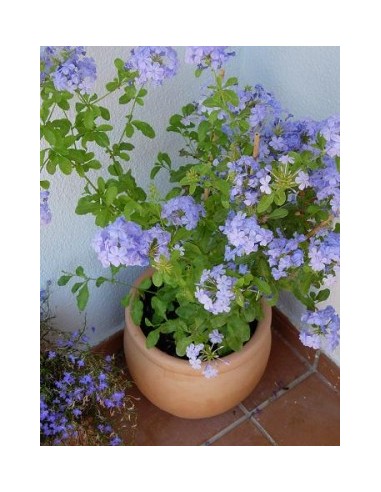 1 Planta de Jazmin azul cielo (Plumbago auriculata) Jazmin con flores de color azul donde comprar