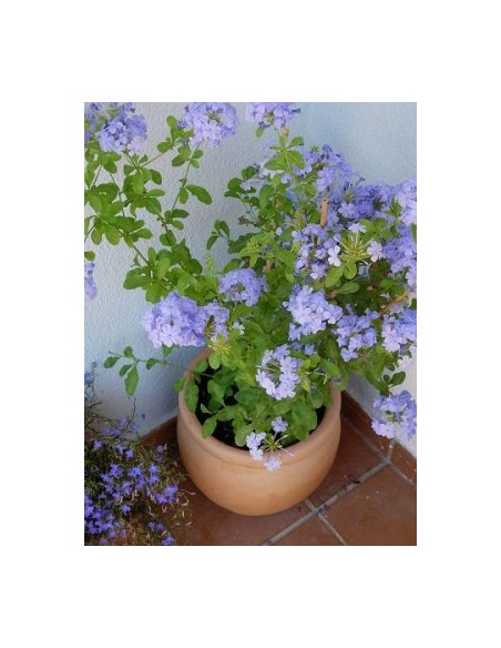 1 Planta de Jazmin azul cielo (Plumbago auriculata) Jazmin con flores de color azul donde comprar