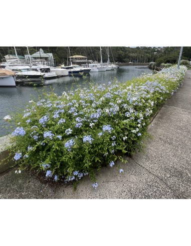 1 Planta de Jazmin azul cielo (Plumbago...
