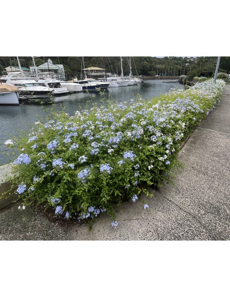 1 Planta de Jazmin azul cielo (Plumbago auriculata) Jazmin con flores de color azul donde comprar