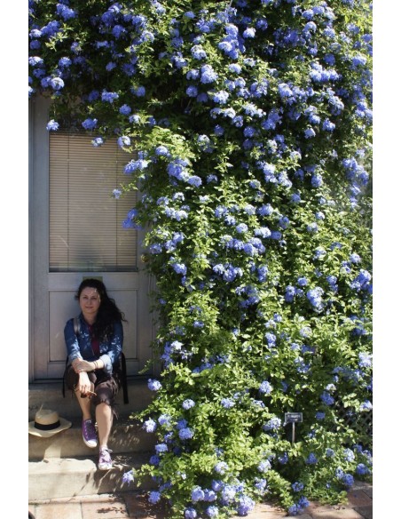 1 Planta de Jazmin azul cielo (Plumbago auriculata) Jazmin con flores de color azul donde comprar