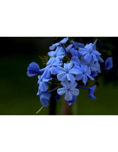 1 Sky blue jasmine plant (Plumbago auriculata)...