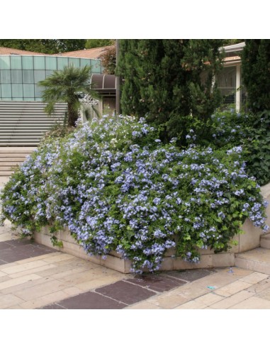 1 Planta de Jazmin azul cielo (Plumbago...