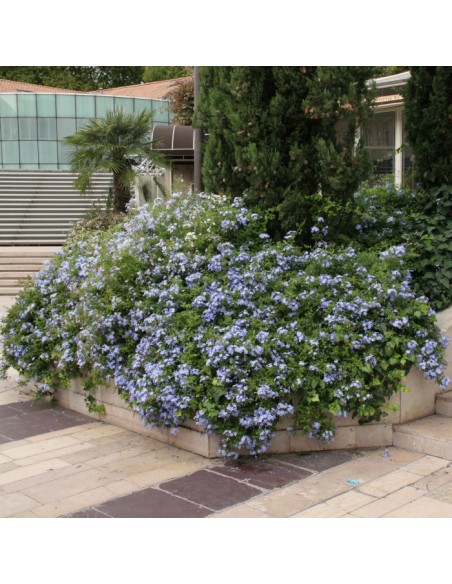 1 Planta de Jazmin azul cielo (Plumbago auriculata) Jazmin con flores de color azul donde comprar