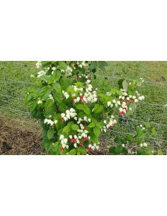 1 ''Red Flag'' plant...