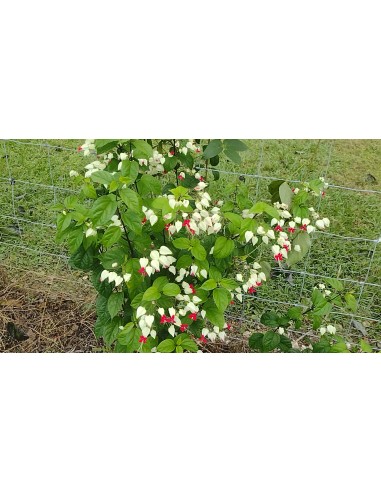 1 ''Red Flag'' plant Clerodendrum thomsoniae) Sale of potted flowering plants in Mexico