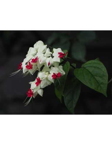 1 ''Red Flag'' plant Clerodendrum thomsoniae)...