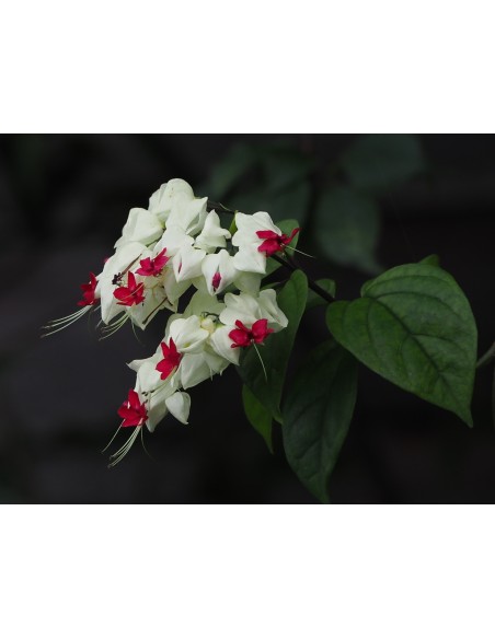 1 ''Red Flag'' plant Clerodendrum thomsoniae) Sale of potted flowering plants in Mexico