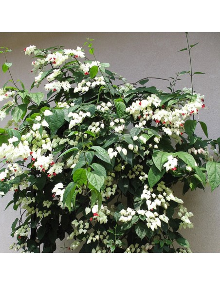 1 Planta de ''Bandera roja'' Clerodendrum thomsoniae) Venta de plantas de flores para maceta en Mexico