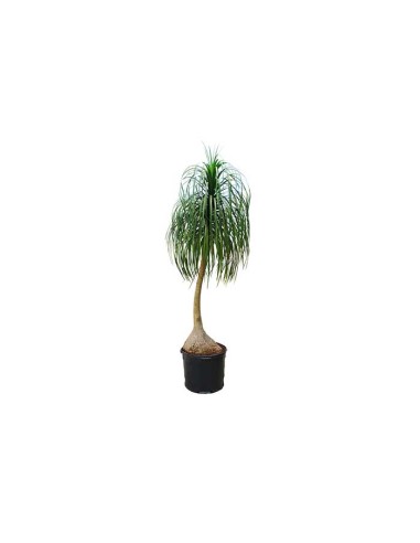 1 Plantas de Pata de elefante Grande - 50 cms de altura - Pony tail palm beaucarnea recurvata de UMA