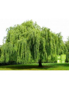 1 Arbol de Sauce Lloron (Salix babylonica) Sauce pendulo en venta en Mexico - Plantas exoticas veracruz y mas
